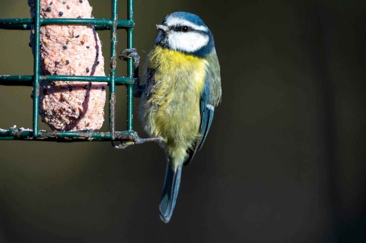 The Ultimate Guide to Suet for Birds: Feeding Tips and Benefits